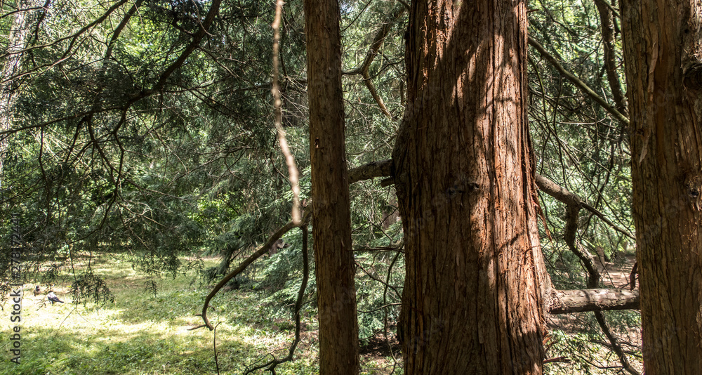 Pine scotch fir trees in coniferous forest in summer sun light Pine scotch fir trees in coniferous forest in summer sun light