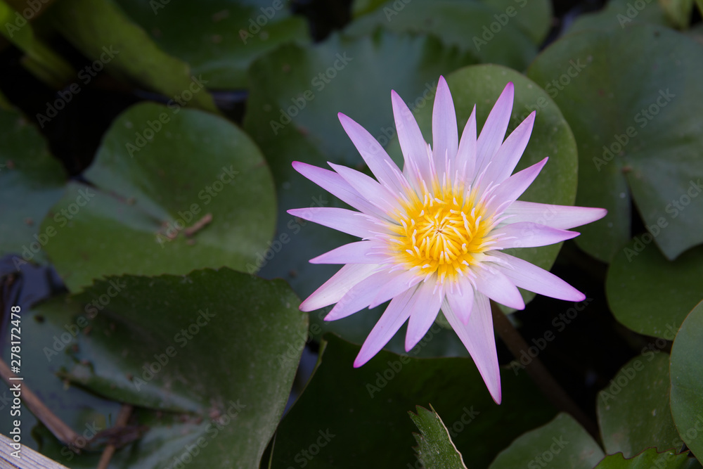 Close up lotus flower in the lake. Water lilly in pond. Close up lotus flower in the lake. Water lilly in pond.