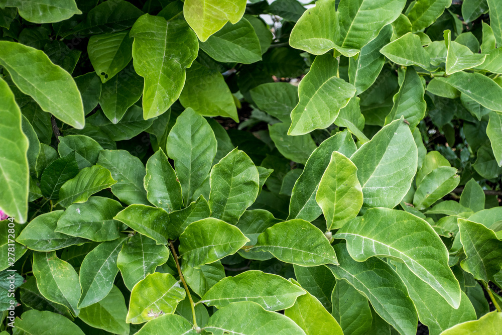 Green exotic leaves bush close up background Green exotic leaves bush close up background