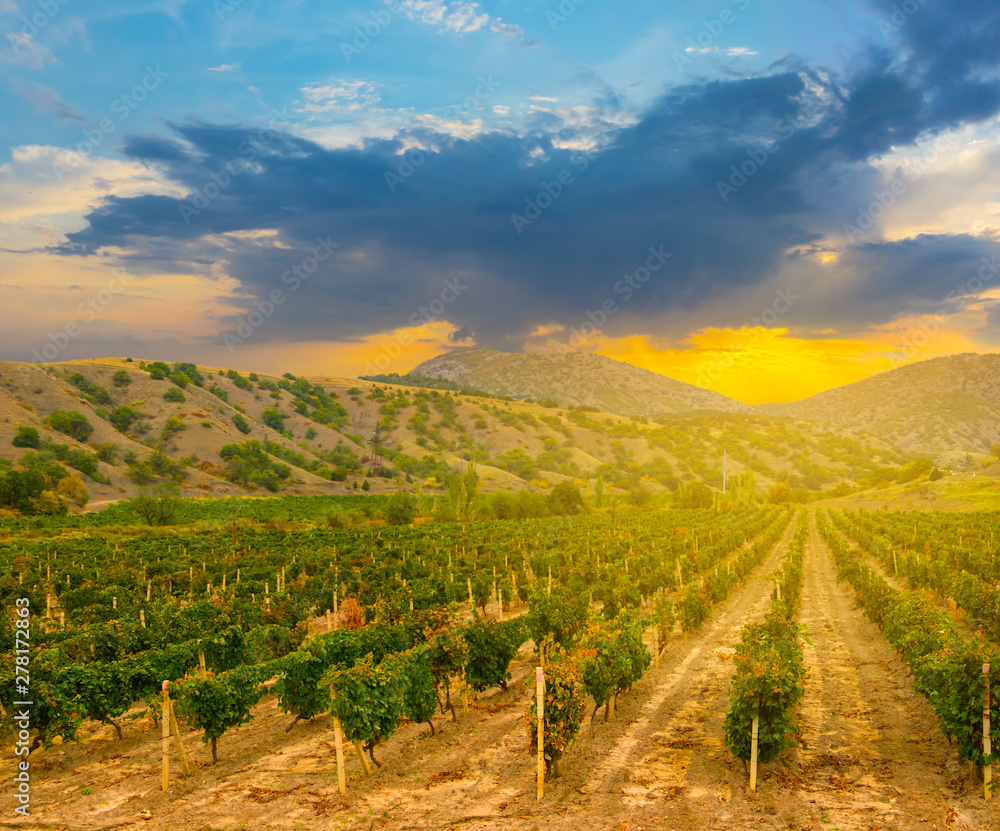 agricultural background, vineyard in the mountain valley at the dramatic sunset