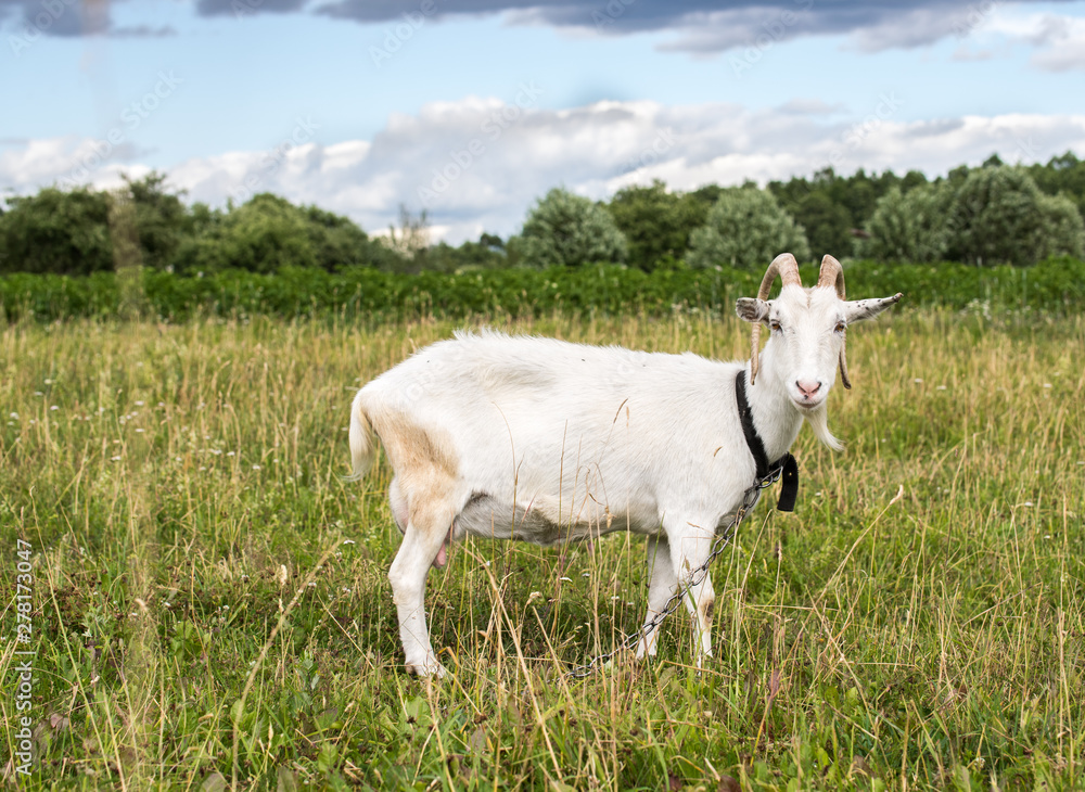 White goat grazing in the field on a summer day White goat grazing in the field on a summer day