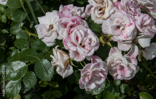 White roses in botanical garden surrexerunt