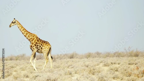 A lone giraffe walking in the desert. South Africa, Namibia