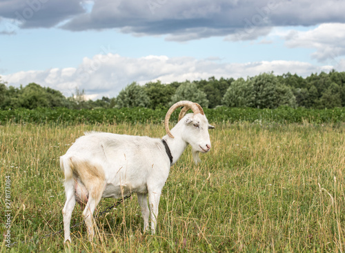 Fototapeta Naklejka Na Ścianę i Meble -  White goat grazing in the field on a summer day