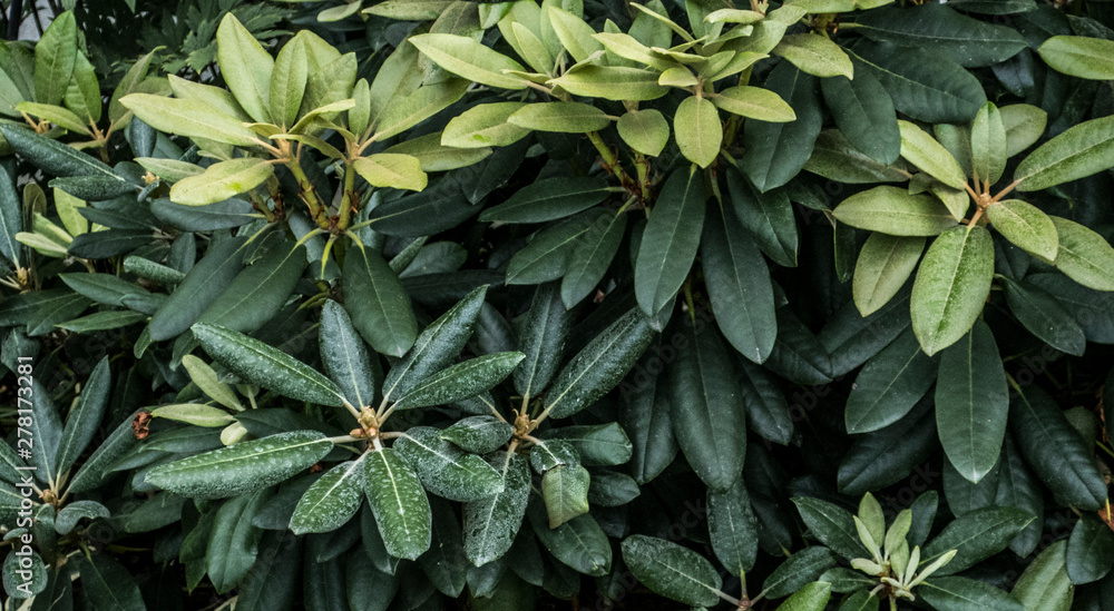 Obraz premium Green leaves of bush tree plants in summer botanical garden nature details close up organic background pattern rhododendron