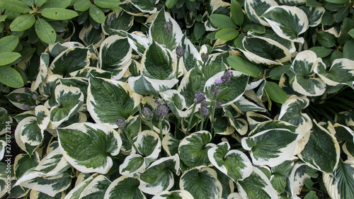 Peperomia blossoming purple flowers green white leaves in botanical exotic garden arrowroot family plants