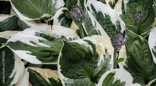 Peperomia blossoming purple flowers green white leaves in botanical exotic garden arrowroot family plants photo