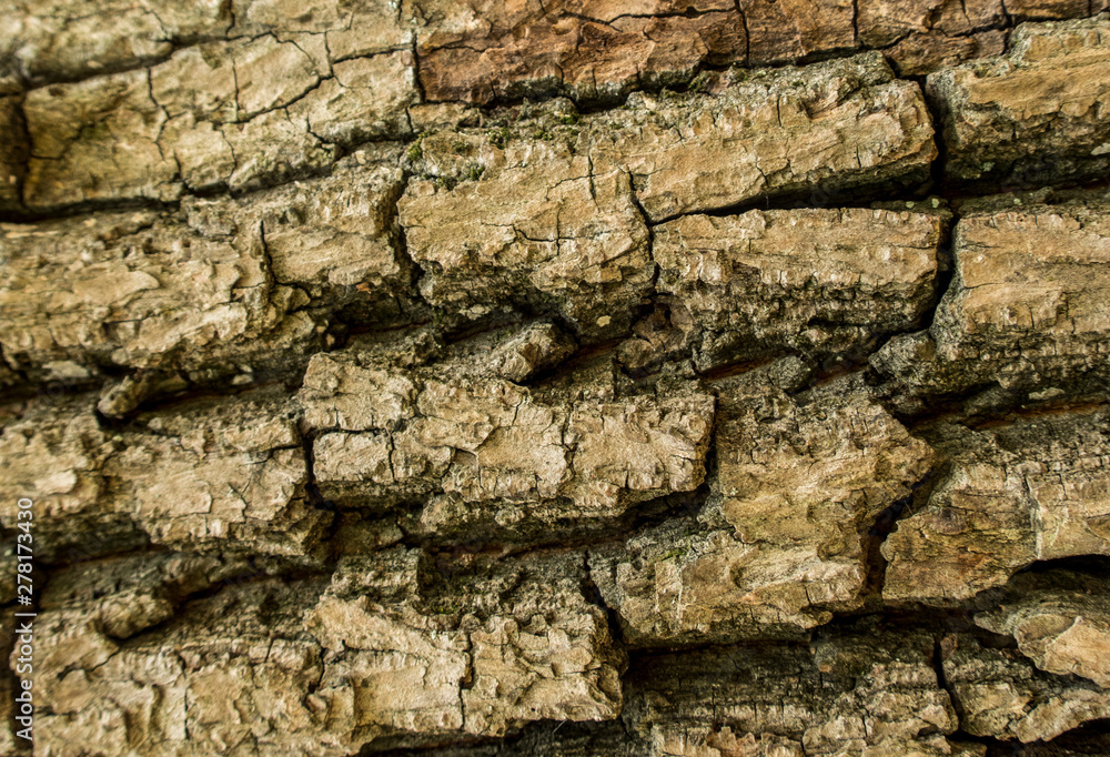 Oak mossy bark forest tree close up nature details wood background texture Oak mossy bark forest tree close up nature details wood background texture