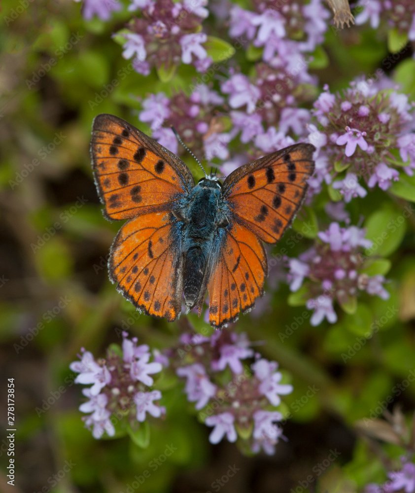 The purple-shot copper (Lycaena alciphron) The purple-shot copper (Lycaena alciphron)