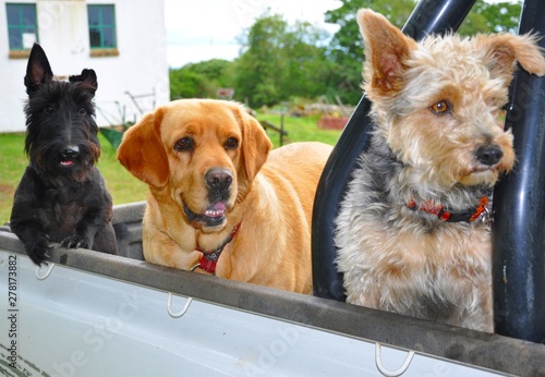 three dogs on truck