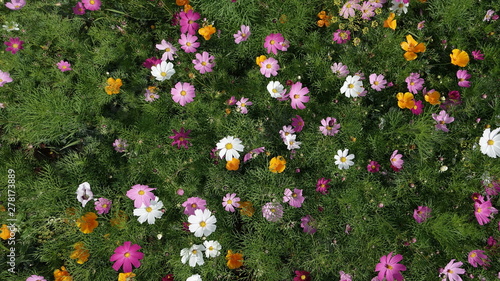 Fototapeta Naklejka Na Ścianę i Meble -  Different kinds of flowers in the garden. Cute colorful floral background.