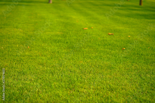  lawn, meadow, trimmed green grass, summer sun on the grass, fresh texture