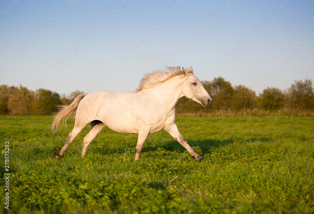 Free horses frolic in the summer meadows