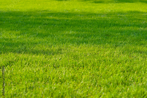 Fototapeta Naklejka Na Ścianę i Meble -   lawn, meadow, trimmed green grass, summer sun on the grass, fresh texture