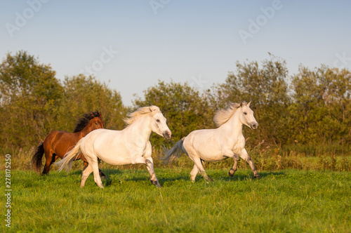 Free horses frolic in the summer meadows