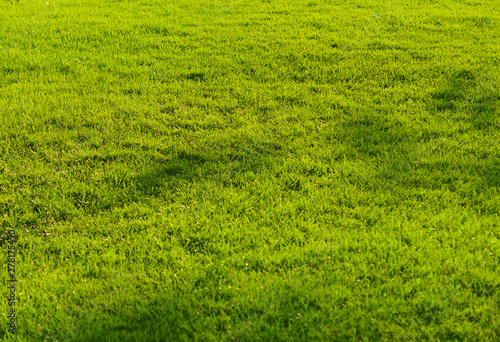  lawn, meadow, trimmed green grass, summer sun on the grass, fresh texture