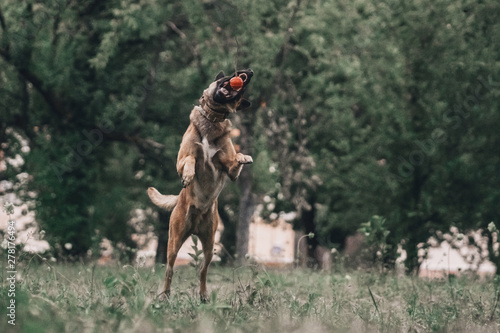 The dog bites. Be aware of dogs. Friend of human. Pet protects the owner. Belgian Malinois