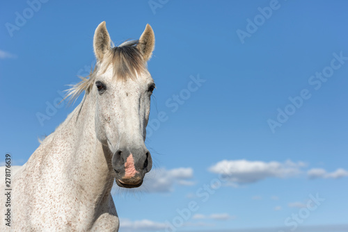 Portrait of a white grey horse looking at camera. Blue sky. Horizontal. No people. Copyspace. © duranphotography