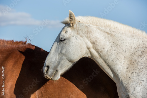 Portrait of a white grey horse, and an alazan horse behind. Horizontal. No people. photo