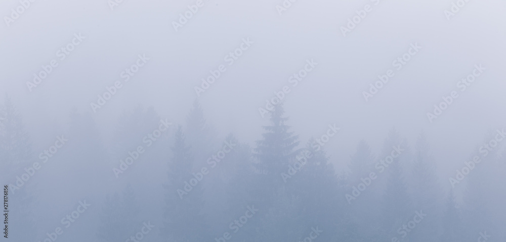Beautiful wide panorama of foggy spruce forest at Carpathian mountains. Beautiful wide panorama of foggy spruce forest at Carpathian mountains.