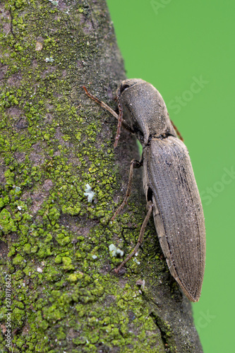 a click beetle - Agriotes pilosellus photo