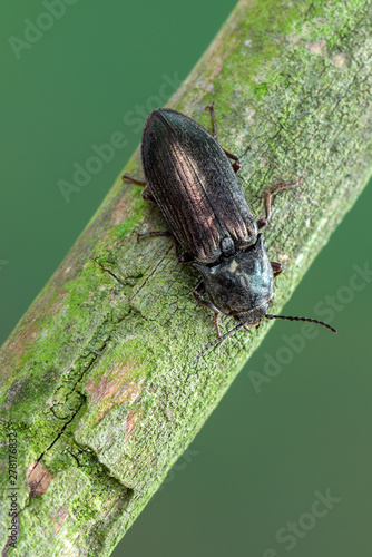 a click beetle - Selatosomus latus photo