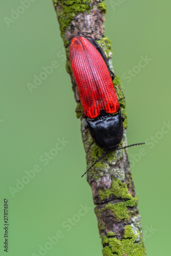 a click beetle - Ampedus sanguineus photo