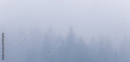 Beautiful wide panorama of foggy spruce forest at Carpathian mountains.