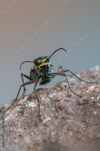 Tiger beetle - Calomera littoralis © Marek R. Swadzba