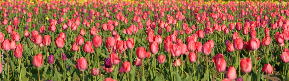 Field with fresh beautiful tulips. Blooming flowers