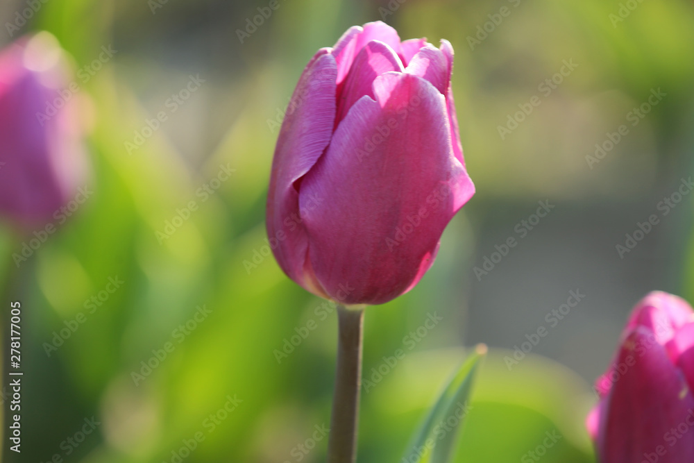 Fototapeta premium Fresh beautiful tulip in field, selective focus. Blooming flower