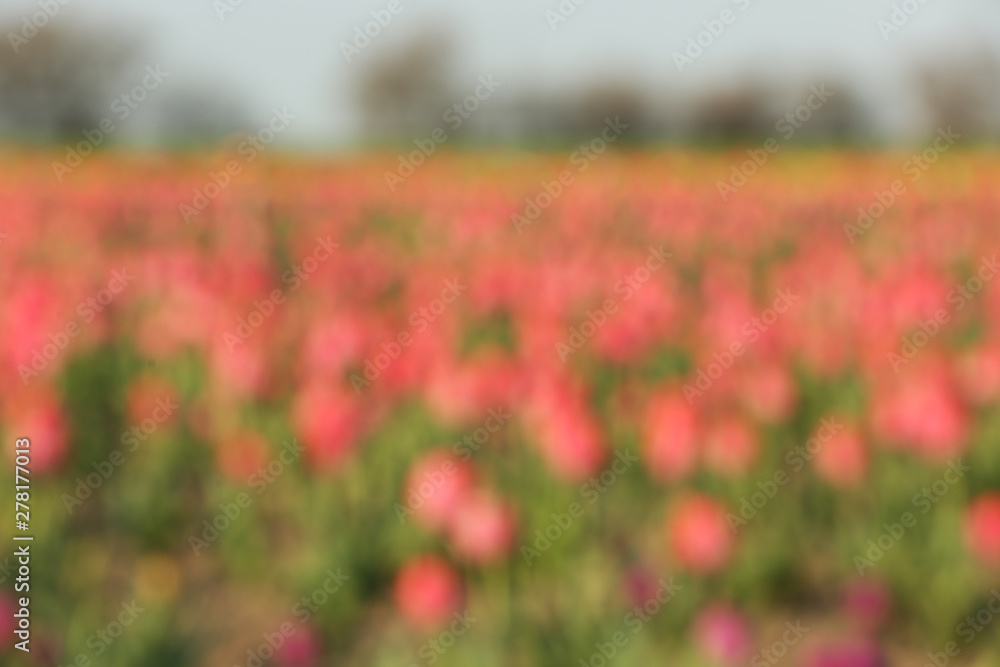 Blurred view of field with fresh beautiful spring flowers on sunny day Blurred view of field with fresh beautiful spring flowers on sunny day