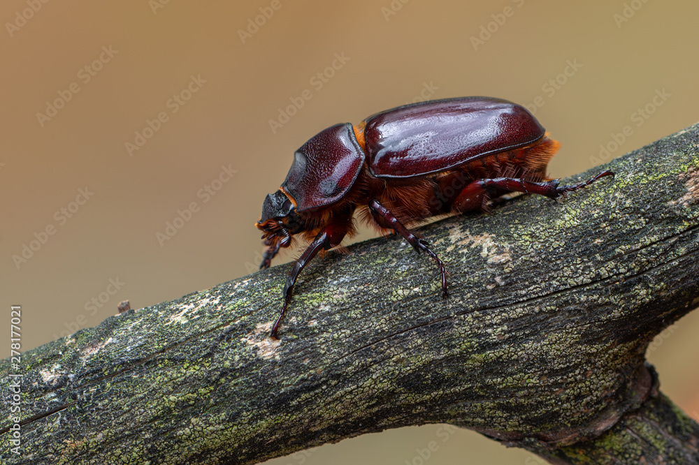 European rhinoceros beetle - Oryctes nasicornis European rhinoceros beetle - Oryctes nasicornis