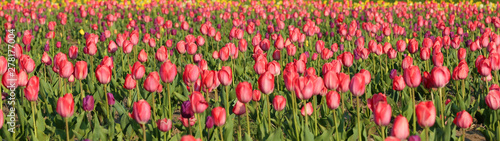 Field with fresh beautiful tulips. Blooming flowers