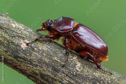European rhinoceros beetle - Oryctes nasicornis © Marek R. Swadzba