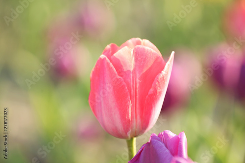Fresh beautiful tulip in field, selective focus. Blooming flower