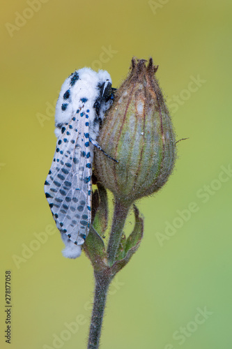 Leopard Moth - Zeuzera pyrina photo