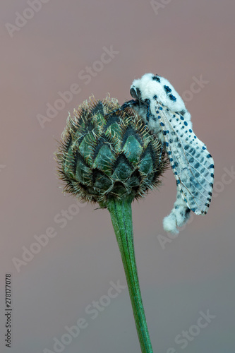 Leopard Moth - Zeuzera pyrina photo