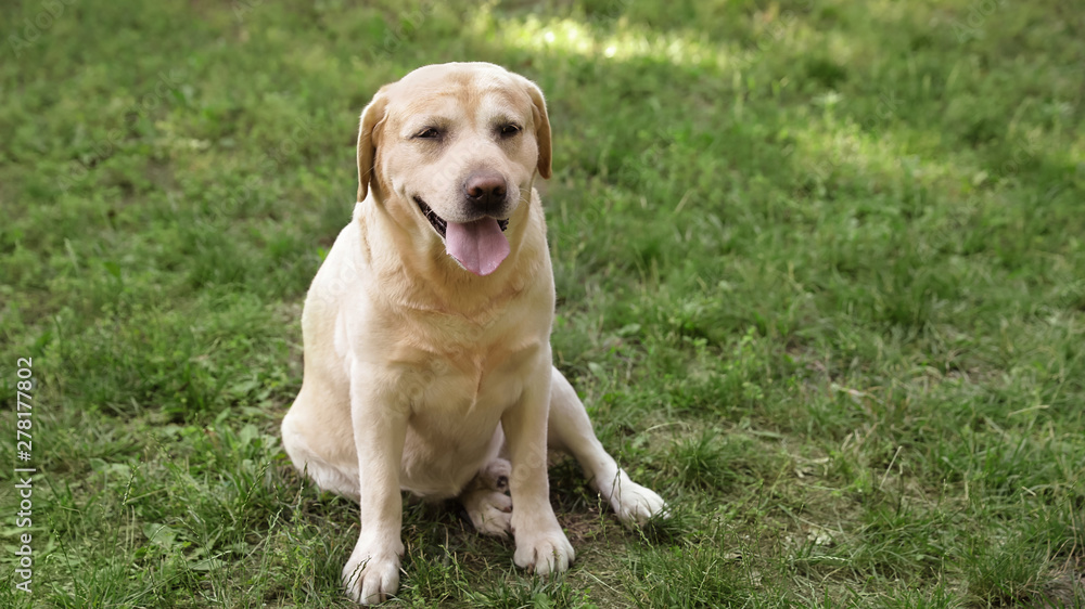Cute Golden Labrador Retriever dog sitting on grass in summer park