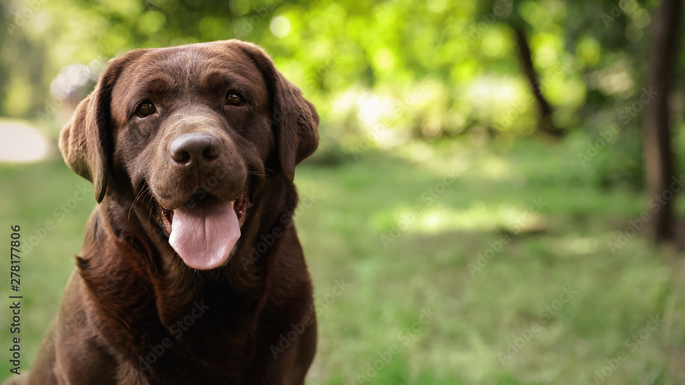 Cute Chocolate Labrador Retriever dog in summer park