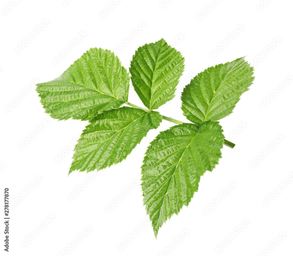 Fresh green raspberry leaves on white background Fresh green raspberry leaves on white background