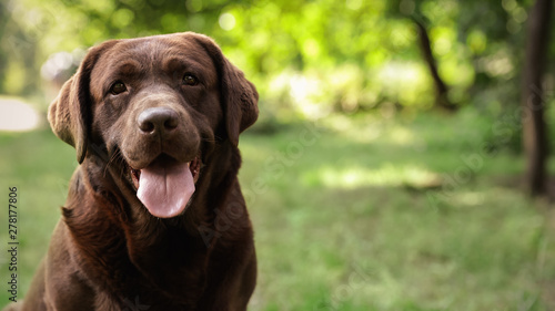 Fototapeta Naklejka Na Ścianę i Meble -  Cute Chocolate Labrador Retriever dog in summer park