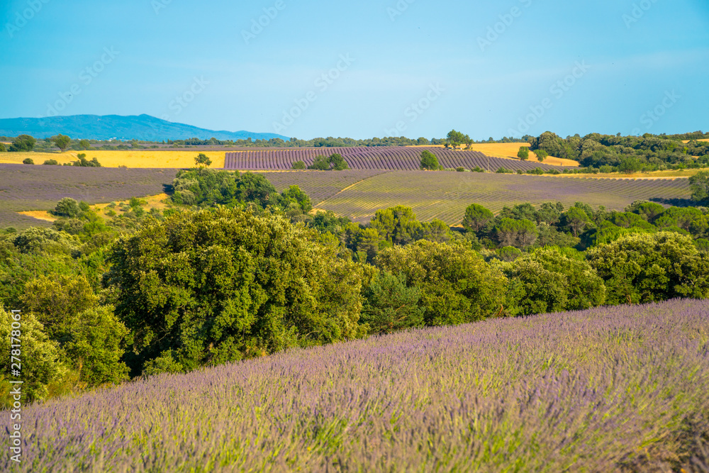 Lavender and wheat fields in Valensole, Alpes-de-Haute-Provence/France / General view