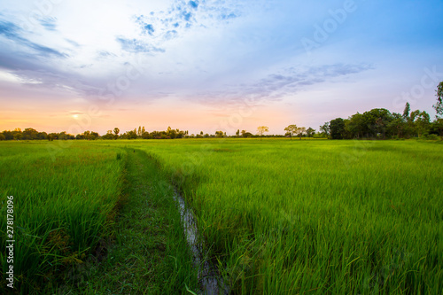 Thailand  Sky  Agricultural Field  Landscape - Scenery  Nature