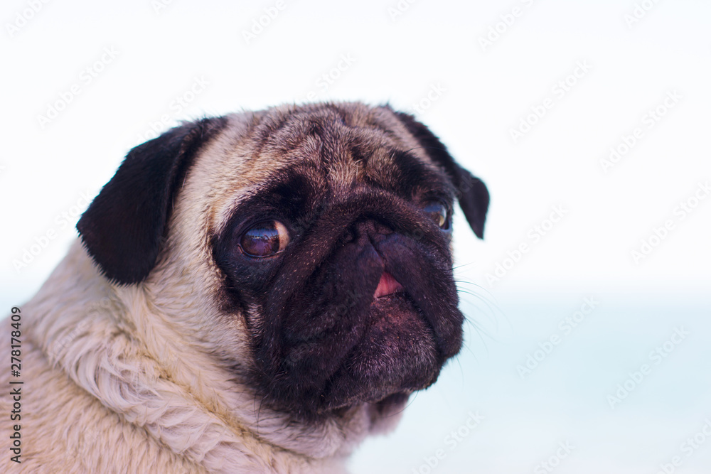 Sad pug dog sits on the beach and looks at the sea. Pug relaxing and chilling out