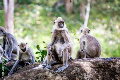 Tablou pe pânză Singe Langur gris du Sri Lanka