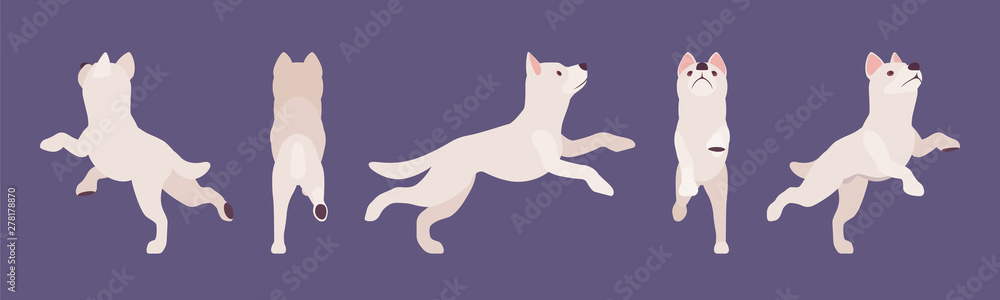 White shepherd dog jumping. Working active breed, cute family pet, companion for disability assistance, search, rescue, police, military help. Vector flat style cartoon illustration, different views White shepherd dog jumping. Working active breed, cute family pet, companion for disability assistance, search, rescue, police, military help. Vector flat style cartoon illustration, different views