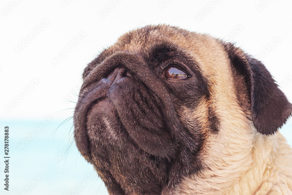 Obraz premium Sad pug dog sits on the beach and looks at the sea. Pug relaxing and chilling out
