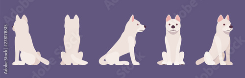 White shepherd dog sitting. Working active breed, cute family pet, companion for disability assistance, search, rescue, police, military help. Vector flat style cartoon illustration, different views