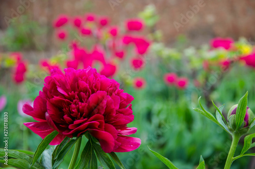 Close-up of beautiful red peony flower in a garden with blurred background with red dots from flower, flower field